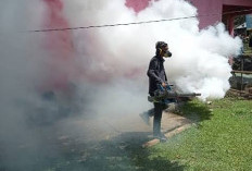 242 Kasus DBD di Seluma Jadi Perhatian, Fogging dan Pembagian Digencarkan