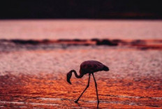 Keunikan Danau Natron di Tanzania