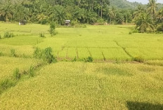  Musim Tanam Tiba, Petani Padi Khawatir Serangan Hama