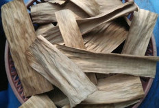 Rahasia Manfaat Daun Pisang Kering yang Jarang Diketahui