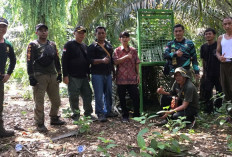 BKSDA Seluma Pasang Trap dan Kerangkeng Di Desa Lubuk Terentang, Pasca Petani Karet Diterkam Beruang Madu