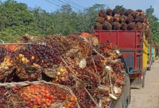 Harga TBS Sawit di Pabrik Talo Rp 2.550/Kg, Belum Ikuti Penetapan Gubernur
