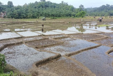 Puluhan Hektar Sawah Siap Tanam, Petani Prediksi Panen Setelah Lebaran 2025