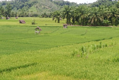 Puluhan Hektar Sawah di Talo, Siap Panen Setelah Lebaran