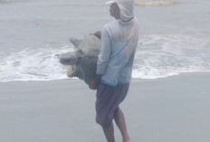 Terdampar di Pantai Seluma, Penyu Besar Diselamatkan Nelayan