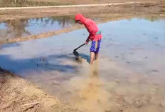 Sulit Dapat Pupuk Subsidi, Petani Seluma Mulai Beralih ke Jagung, Ketahanan Pangan Terancam