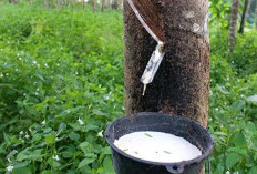 Harga Getah Karet Stagnan di Rp9.000, Petani di Lubuk Lagan Pilih Alih Fungsi ke Sawit