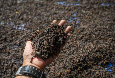 Satgas Cs-137 Investigasi Cengkih Indonesia yang Terkena Radioaktif