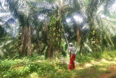 Buah Sawit Trek, Penghasilan Petani Turun 60 Persen