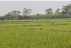  Petani Padi di Air Latak, Takutkan Kembalinya Serangan Hama