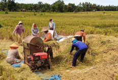 2.360 Hektare Sawah Sudah Panen, Gabah di Seluma Melimpah