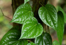 Daun sirih jenis tanaman herbal yang dikenal akan segudang manfaatnya