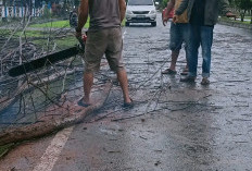 Pohon Mahoni Samping Kantor DPMTSP BS Tumpang, Nyaris Bahayakan Pengendara