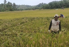 Anggota DPRD Seluma Dapil Talo Turun ke Sawah untuk Pantau Perkembangan Pertanian