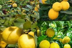 Manfaat Kesehatan Jeruk Lemon yang Luar Biasa