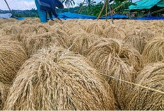 Petani Ngeluh, Gabah Petani Dibeli Rp 5.300 per Kg