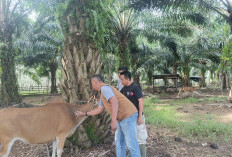 200 Dosis Vaksin PMK Siap Disalurkan, Hubungi Dinas Pertanian