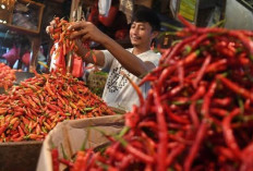 Jelang Akhir Tahun, Harga Cabai Merah di Seluma Meroket Tembus Rp 90 Ribu per Kg