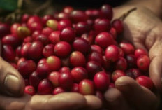 Kopi Arabika Sumatra, Produksinya Terus Menurun