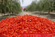   Dari Kelezatan Kuno Menjadi Tren Global, Buah Goji Ningxia