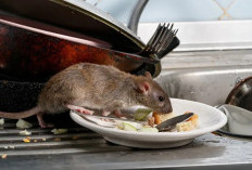 Cara Efektif Mengusir Tikus di Rumah