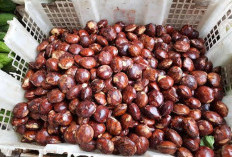 Musim Jengkol Tiba, Harga Tembus Rp30 Ribu per Kilogram di Seluma