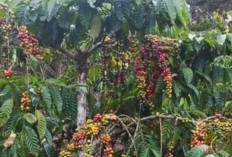 Lima Metode Stek Tanaman Kopi, Untuk Meningkatkan Hasil Produksi