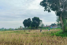 Stok Pangan Dipastikan Aman, Hasil Panen Padi Awal Tahun 2025 di Seluma Capai 3.152 Ton