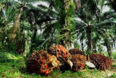 TBS Turun Lagi, di Toke Rp 2.300 Per Kg