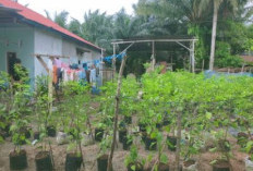 Tanaman Cabe Setan di Pekarangan Rumah, Warga Butuh Dukungan Pemerintah