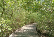 Kebun Raya Mangrove Gunung Anyar, Opsi Wisata di Tengah Kota Surabaya