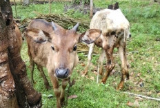 Diduga Mark Up Pengadaan Sapi, BUMDes Nanti Agung Diprotes BPD