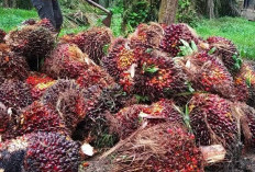 Senin 24 Maret, Toke Sawit Stop Beli Sawit dari Petani