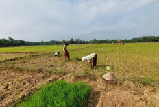 Distan Seluma, Berikan Dua Opsi, Antisipasi Kekeringan Sawah di Tebat Sibun