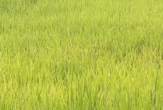 18 Ribu Hektare Lahan Sawah di Seluma, 5 Ribu  Hektare Sudah Alih Fungsi