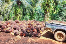 Harga TBS, Stabil di Rp 2.400 Per Kg