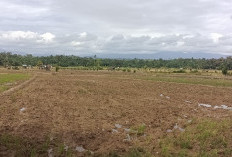 Puluhan Hektar Lahan Persawahan Milik Petani, Siap Tanam 