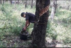 Sempat Turun, Harga Getah Karet di Seluma Kembali Naik