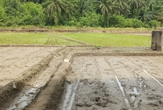 Pakai Alat Modren, Tanam Bibit 1 Hektar  3 Jam Selasai 