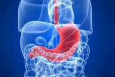 Berikut, 9 Cara Efektif Menjaga Kesehatan Lambung