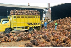 Ditetapkan Pemprov Bengkulu Rp. 3.465/kg, Harga Sawit di Pabrik Seluma Masih Ada 2.500