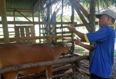 Jelang Idul Adha, Distan Seluma Usulkan 900 Dosis Vaksinasi, Lalu Lintas Hewan ke Provinsi jadi Priroritas