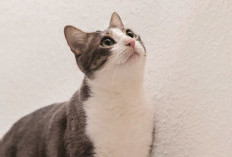 8 Aplikasi yang Sebenarnya Dibutuhkan oleh Pemilik Kucing, Apa Saja?