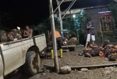 Lokasi Dalam, Sawit Sudah Tinggal 500/Kg, Petani Tak Panen