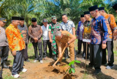 Tanam Pohon Penghijauan, Atasi Ancaman Kelestarian Alam