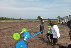 Bupati Seluma, Uji Coba Tanam Padi Pakai Tabela