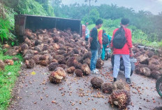 Muatan Berlebihan dan Tak Gunakan Jaring, Truk Sawit Terbalik di Tanjakan, Nyaris Timpa Pengendara Motor