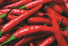 Harga Cabe Merah di Pasar  Capai Rp 65.000/kg, Pedagang Mengeluh