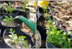 Beberapa Faktor Penyebab Seledri Tidak Tumbuh Subur 