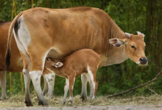 Tidak Usah Khawatir, Sapi Terkena Jembrana Bisa Sembuh